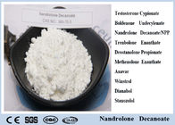 Nandrolone Decanoate DECA Durabolin Steroid Powder CAS 360-70-3 Deca For Increasing IGF And Protein Synthesis